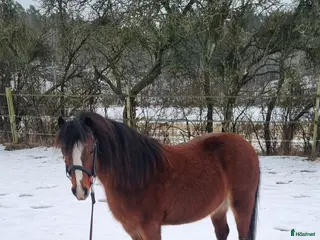 hästar Welsh Mountain - Annons 18