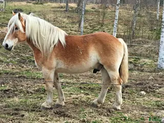 hästar Ardenner valack - Annons 1