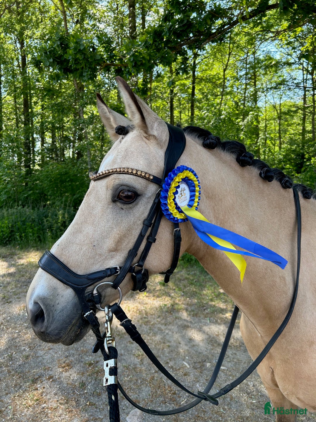 Dressyr hästar till salu: FEI ponny till salu!  i Växjö - Annons 2