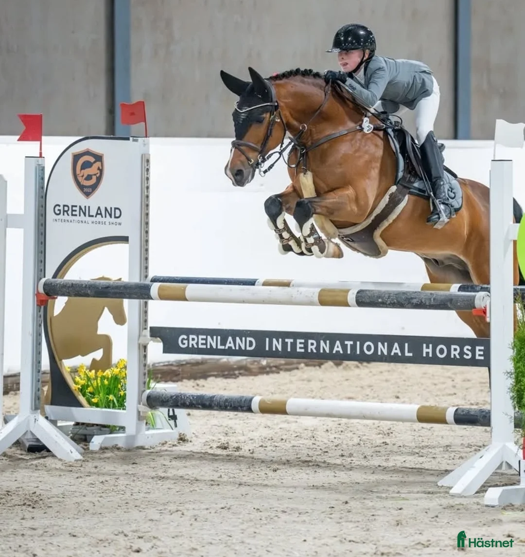 Hoppning hästar till salu: C-ponni  i Skien - Annons 2