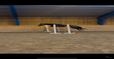  hästar Godhjärtad Framtidsponny  i Nora - Annons 2