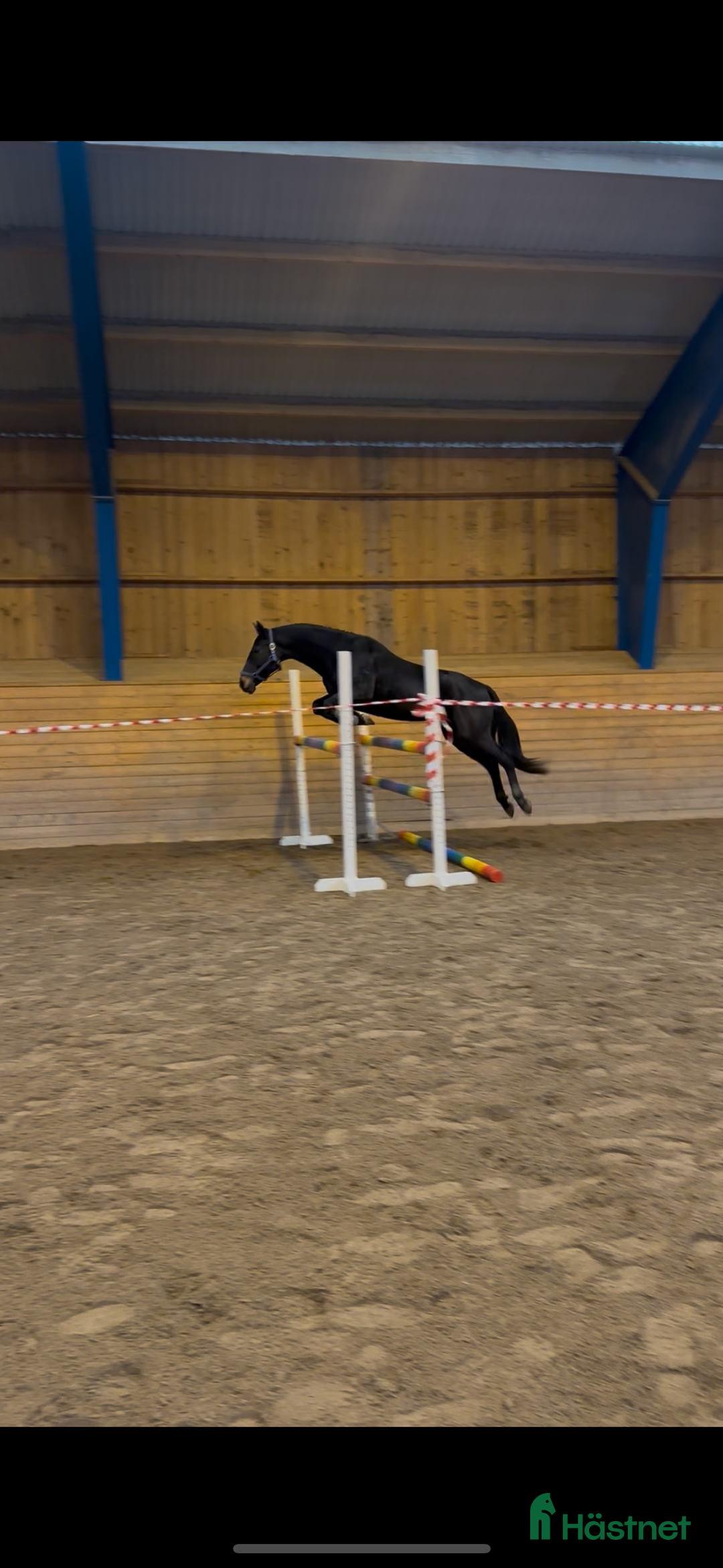 Allround hästar till salu: Godhjärtad Framtidsponny  i Nora - Annons 3