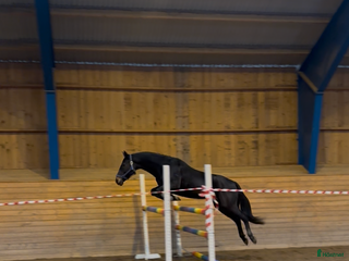 Allround hästar till salu: Fin kvalitetsponny i Nora - Annons 1