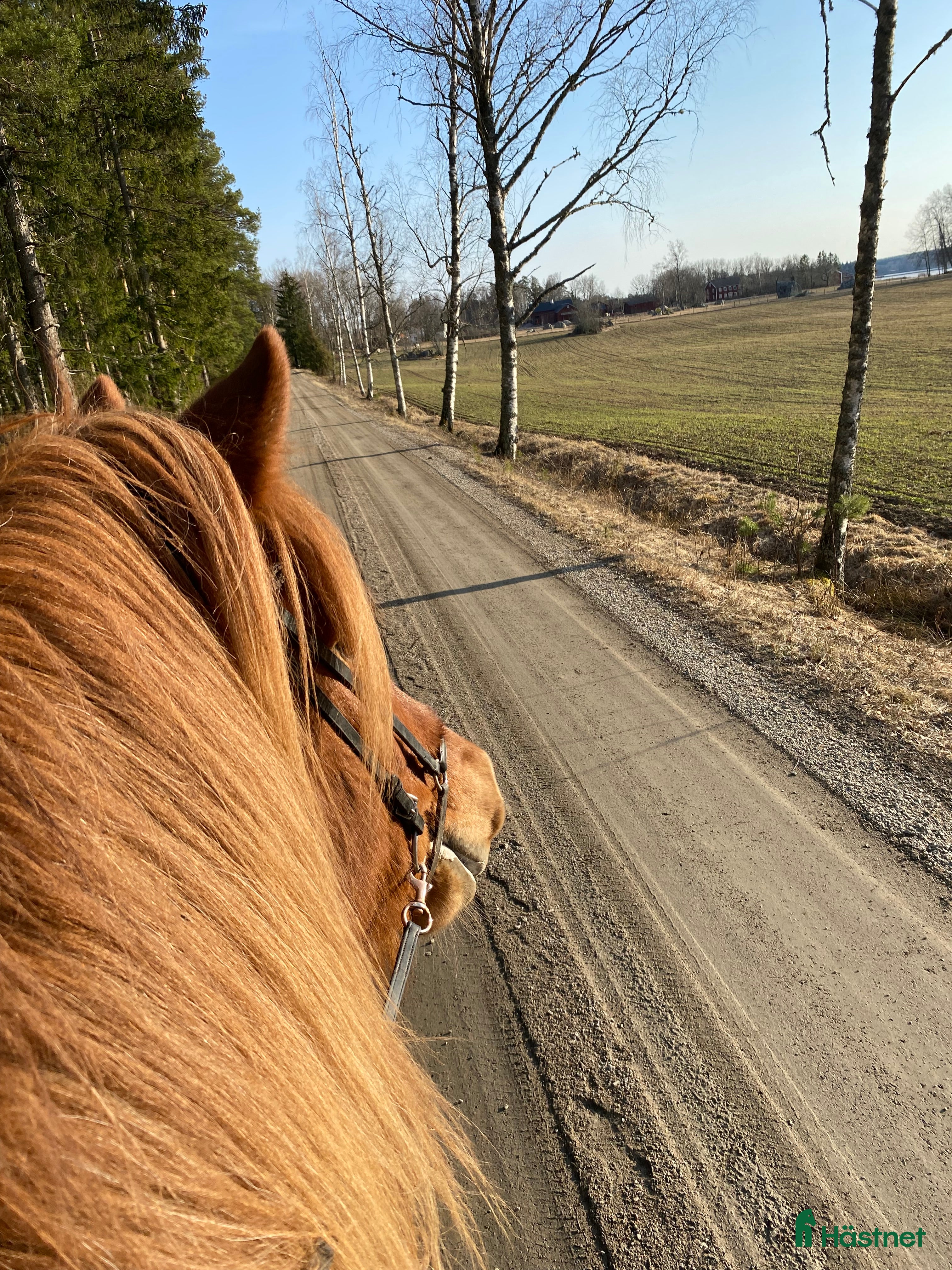  hästar Irma söker sin person i By Kyrkby - Annons 18