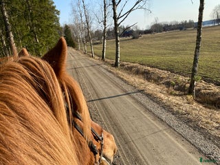 hästar i By Kyrkby - Annons 8