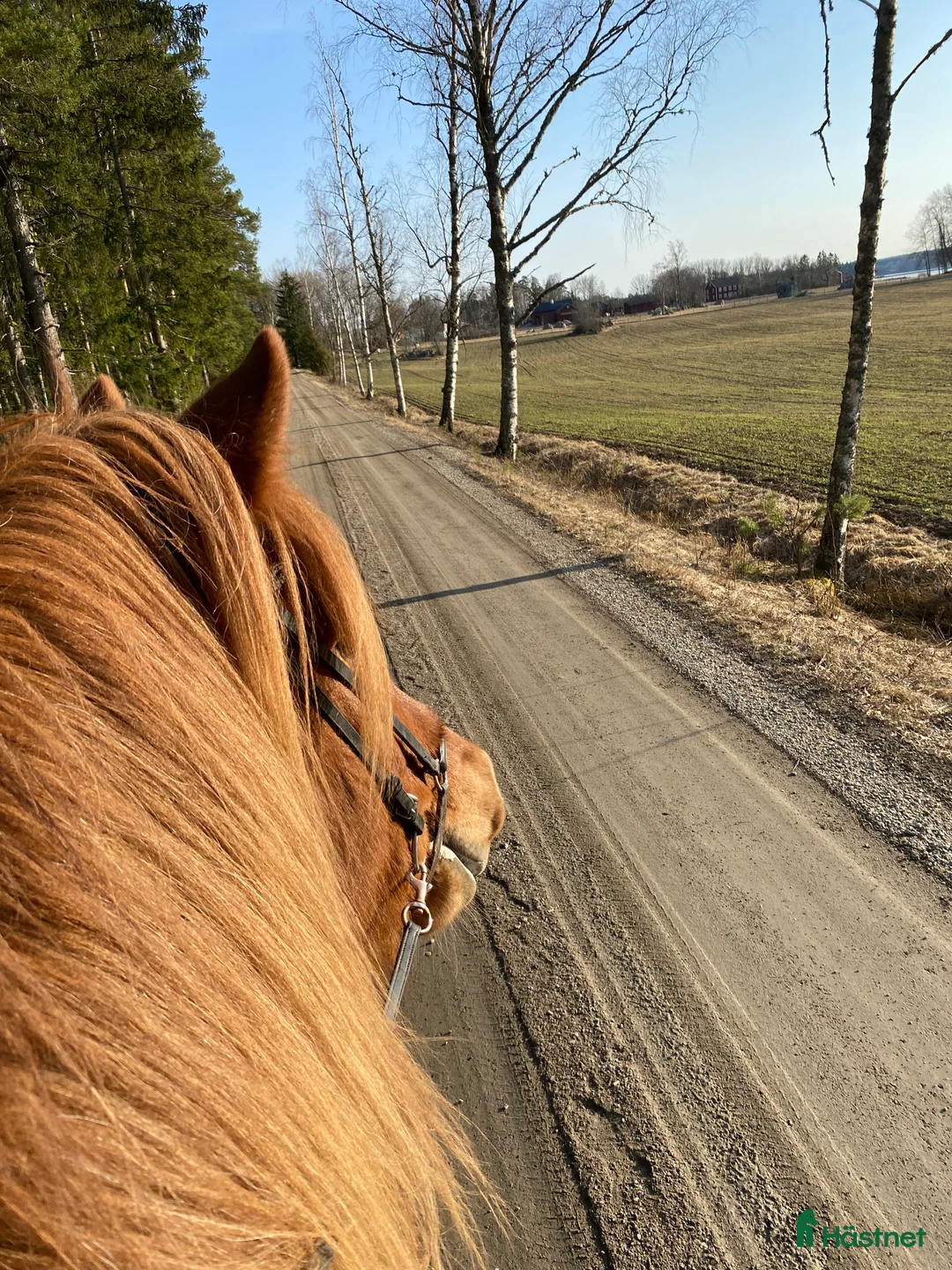 Island hästar till salu: Irma söker sin person i By Kyrkby - Annons 1