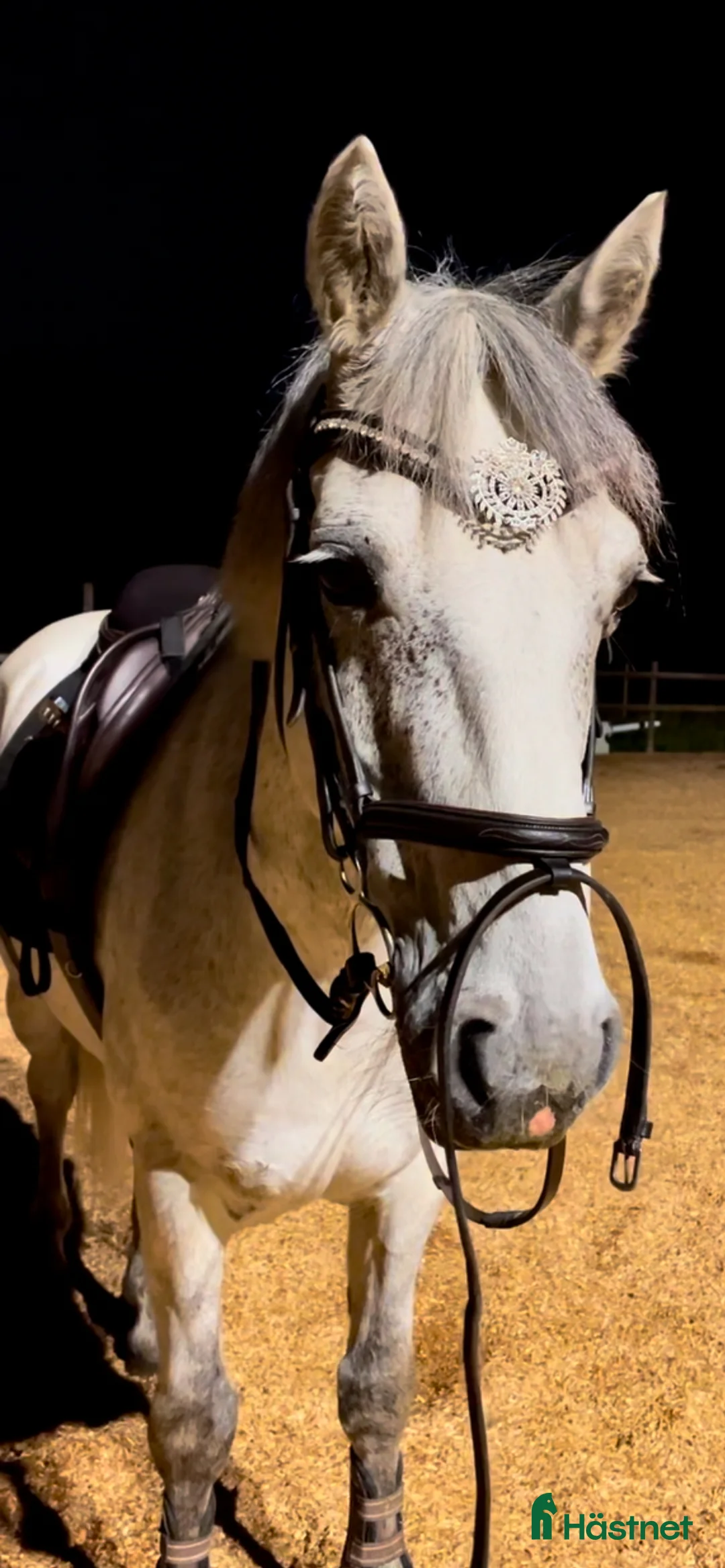 Allround hästar till salu: Charmig valack - en framtida 🌟+film!!  i Brunflo - Annons 2