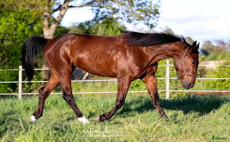  hästar Travare till hobby/sällskap i Halmstad - Annons 6