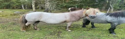  foderhäst finnes: Hyr shetlandsponny - Annons 2