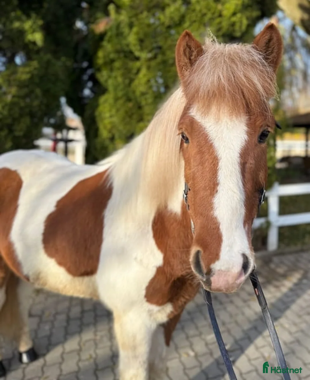 Dressyr hästar till salu: Striking Icelandic gelding horse  i Stockholm - Annons 6