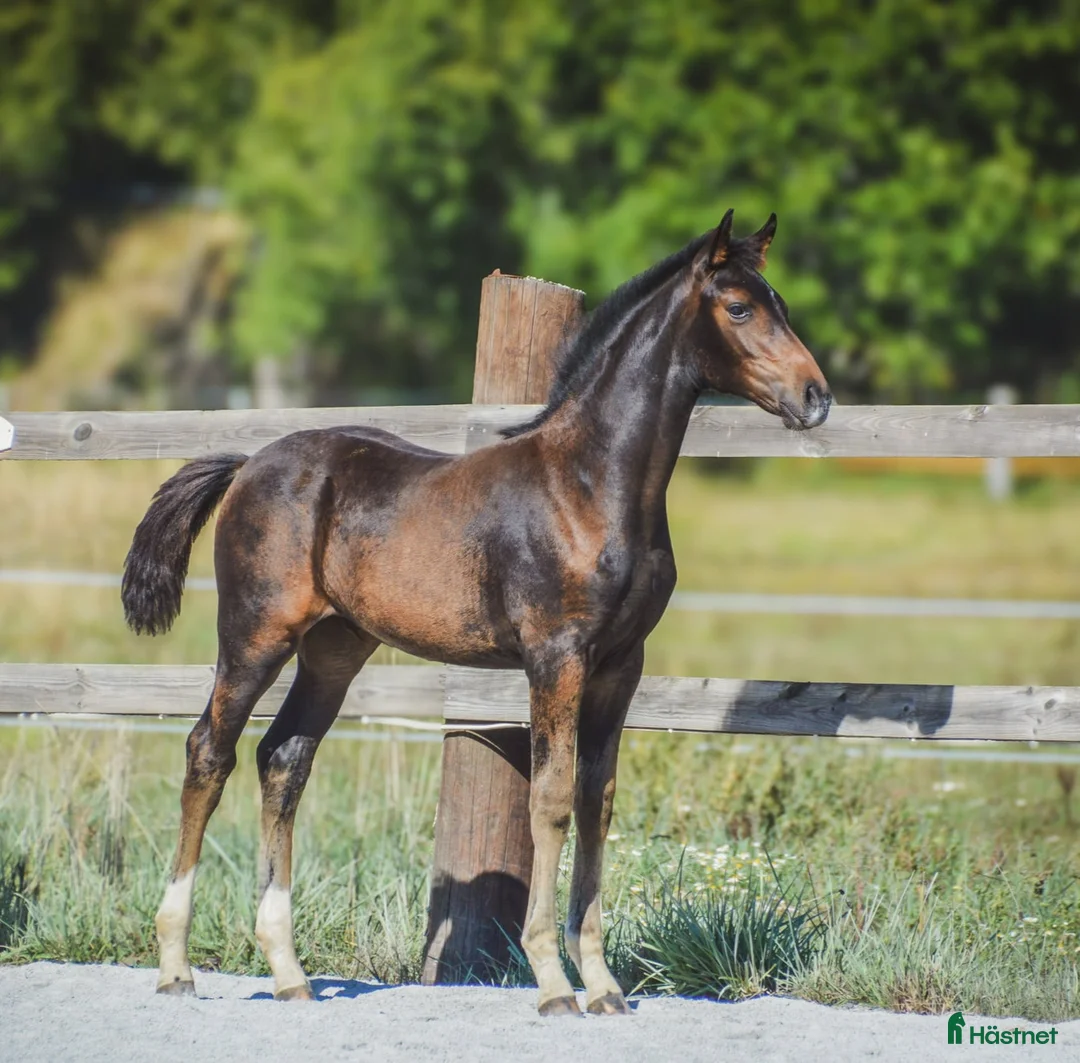 Dressyr hästar till salu: Snyggt sto - Annons 1