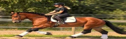 Allround hästar till salu: Fantastic fairytale horse - Annons 5