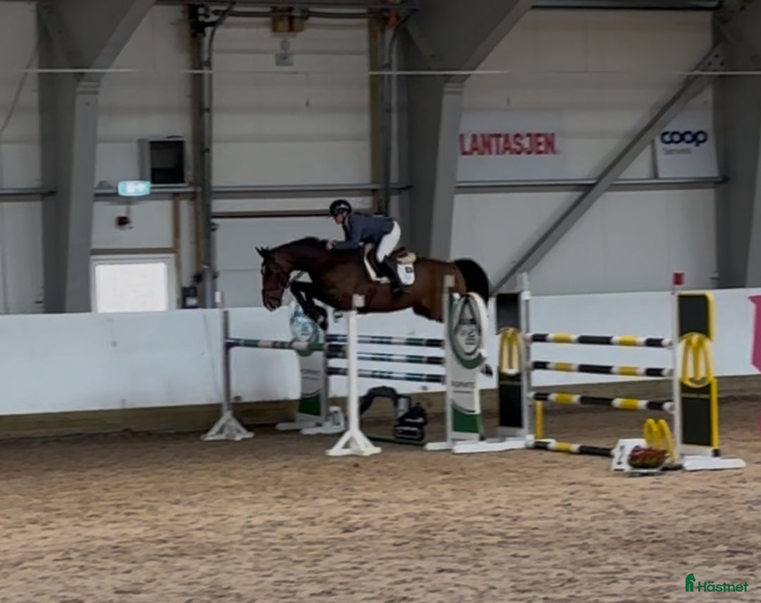 Hoppning hästar till salu: Magisk sprang hest, junior/youngrider i Aksdal - Annons 6