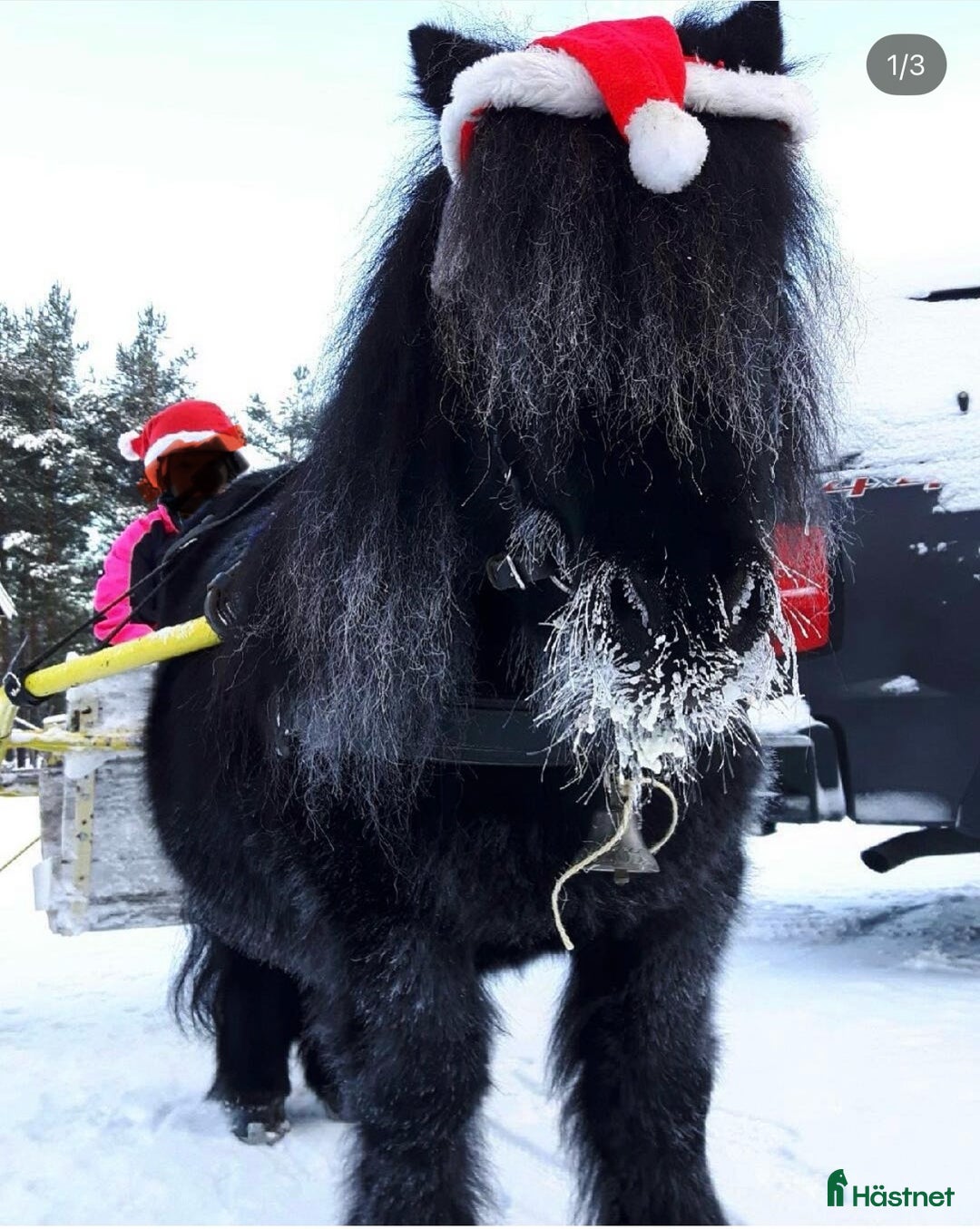 Allround hästar till salu: Trevlig shetlandsponny  i Kilafors - Annons 4
