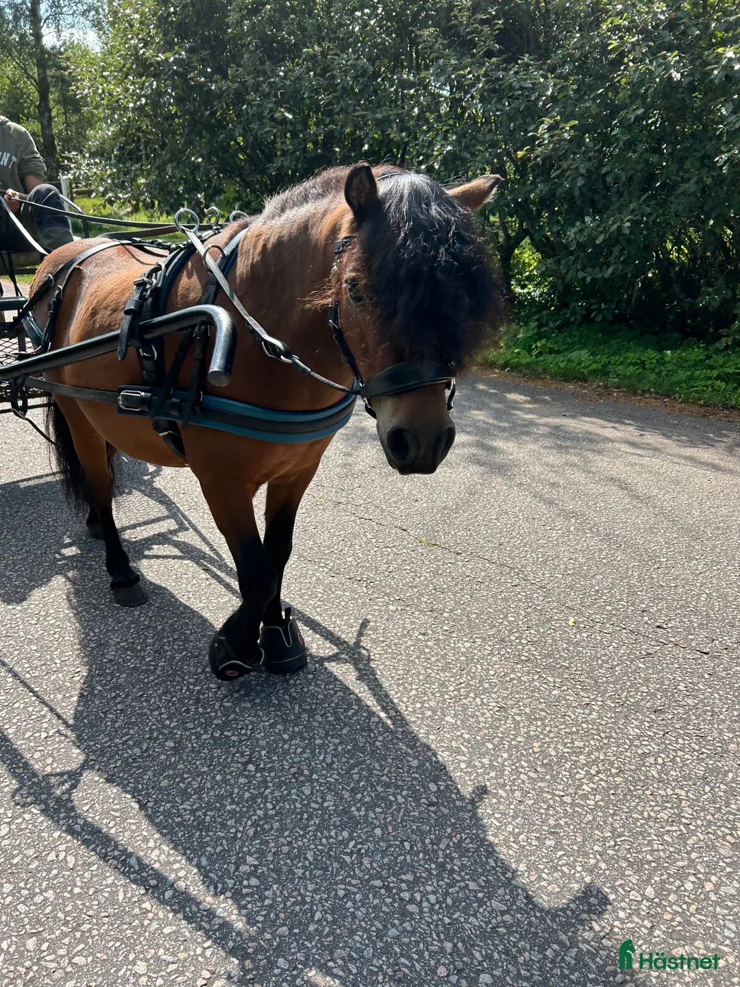  medryttarhäst finnes: Vi söker medryttare till vår A-ponny! - Annons 10