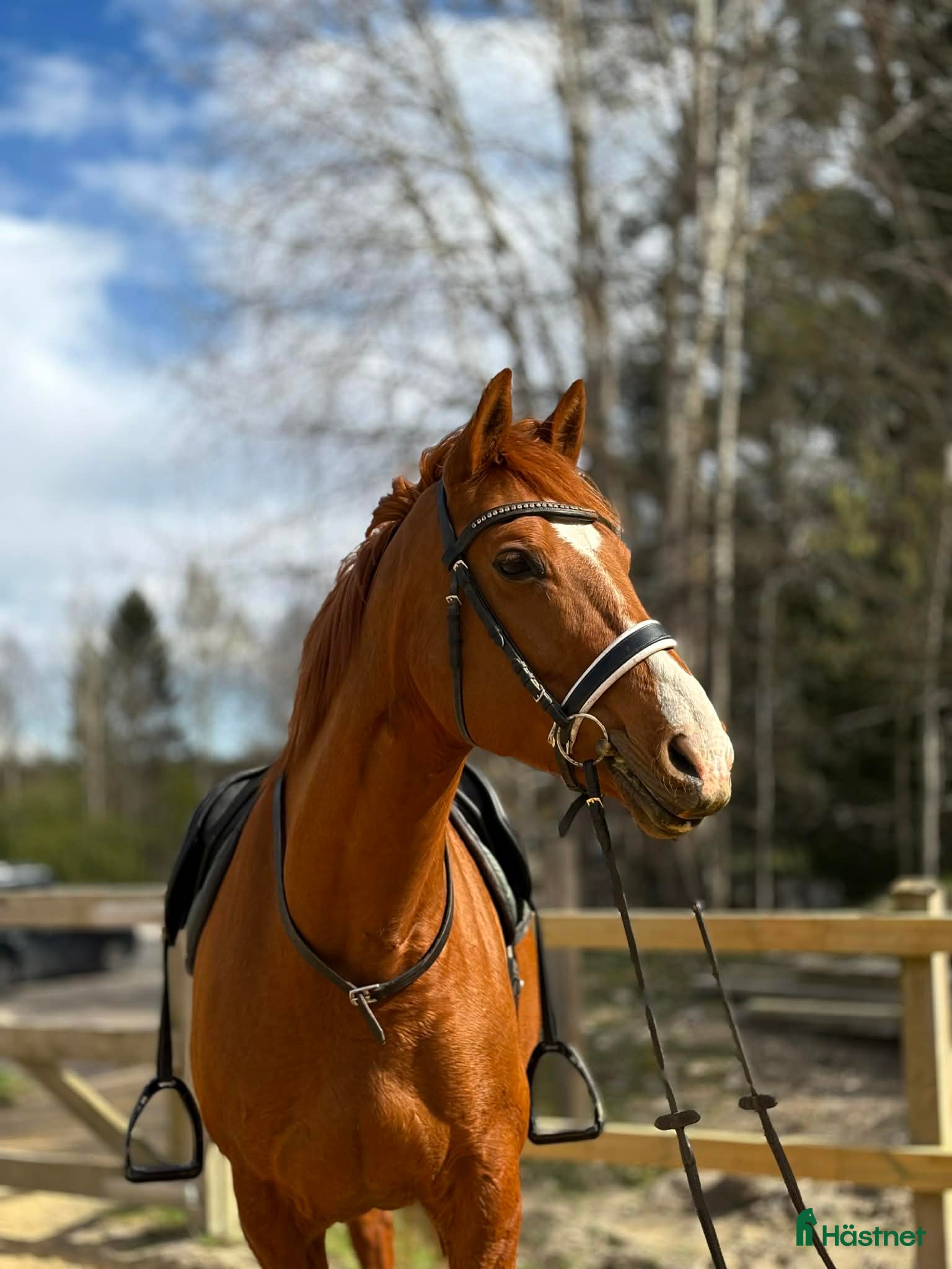  hästar Fint SWB sto  - Annons 1