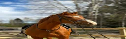 Allround hästar till salu: Fint SWB sto  - Annons 1