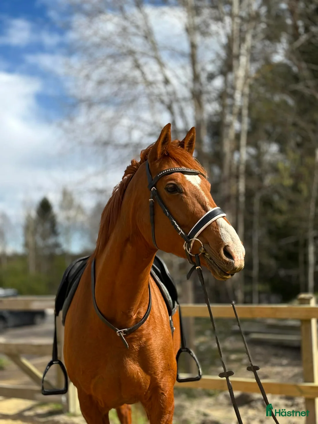 Allround hästar till salu: Fint SWB sto  - Annons 1