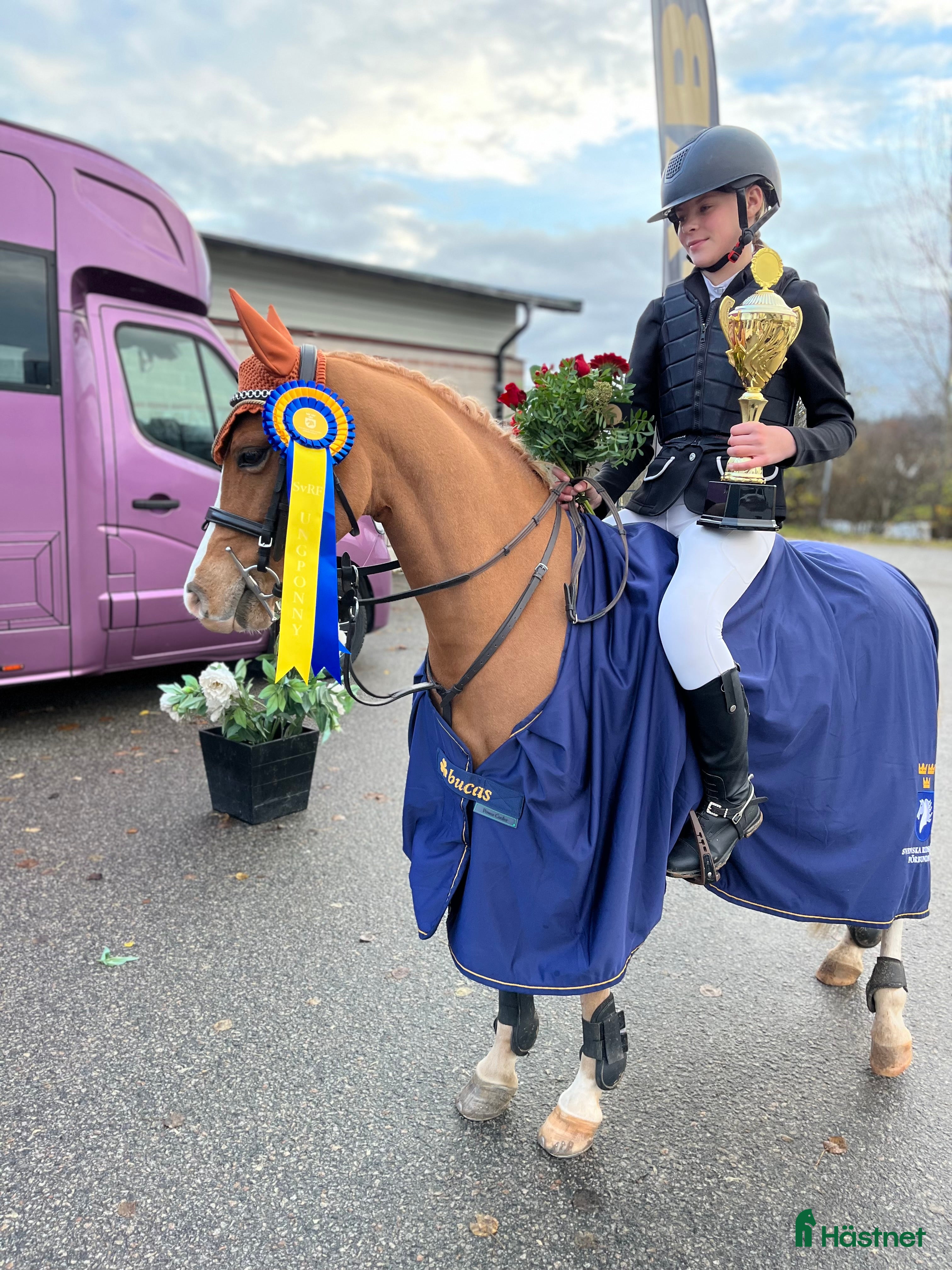  hästar Topp ponny för de högsta klasserna i Sunne - Annons 4