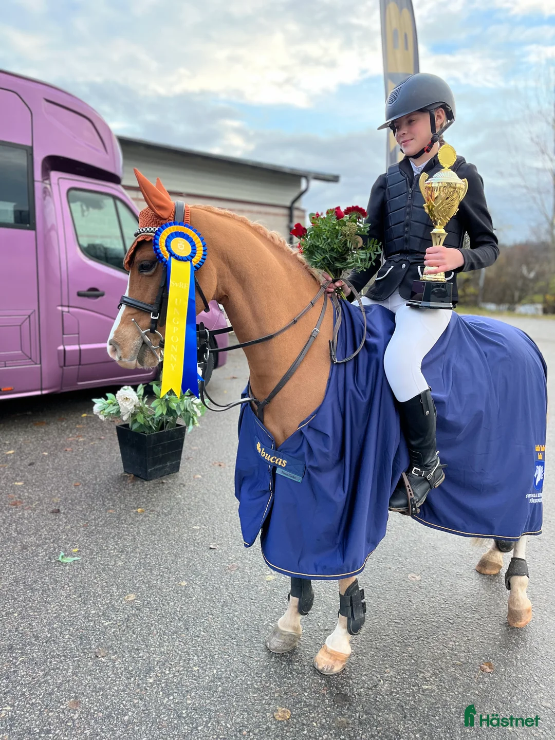 Allround hästar till salu: Topp ponny för de högsta klasserna i Sunne - Annons 1