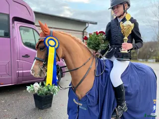 hästar Topp ponny för de högsta klasserna i Sunne - Annons 4