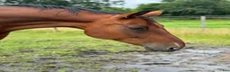 Dressyr hästar till salu: Fin läromästare - Annons 1