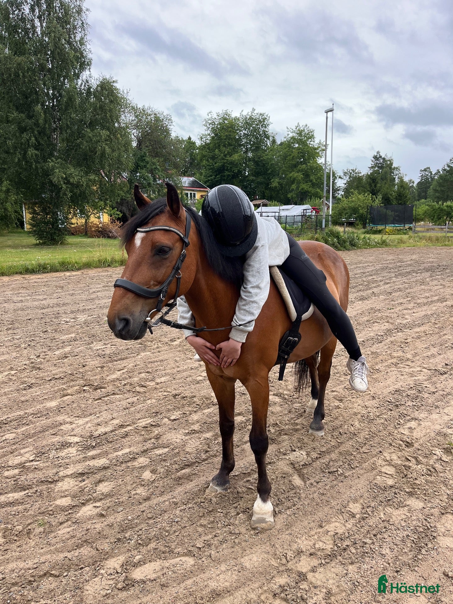  hästar Vi söker vår nästa häst - Annons 2