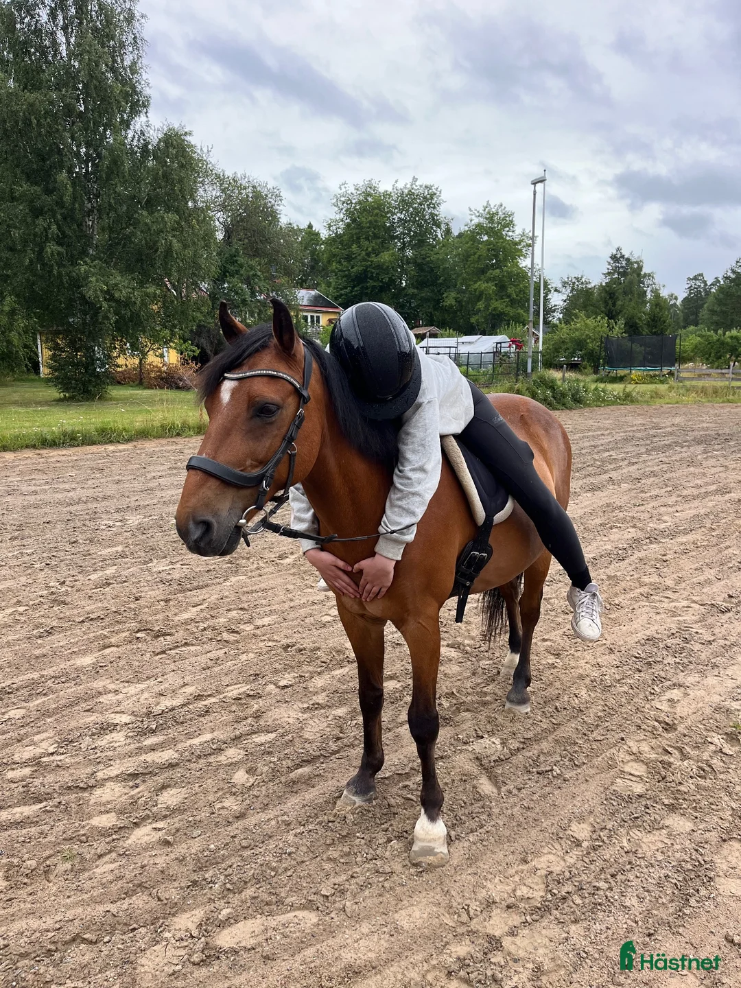 Hoppning hästar sökes: Vi söker vår nästa häst i Vallentuna - Annons 1