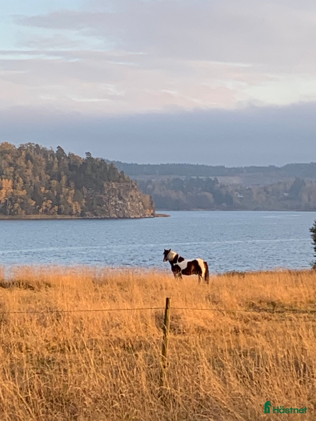  stallplats finnes: Stall med havsutsikt i Grödinge - Annons 3