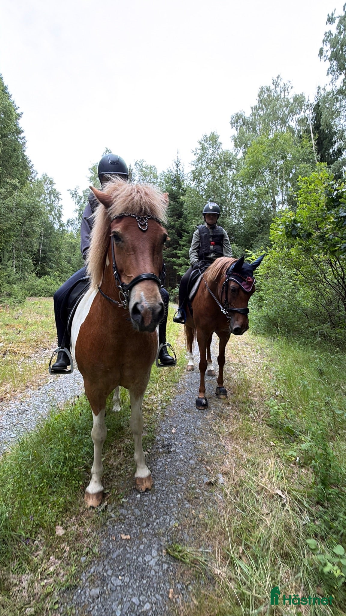  hästar SÖKES - vår nya familjemedlem och bästa kompis  - Annons 9