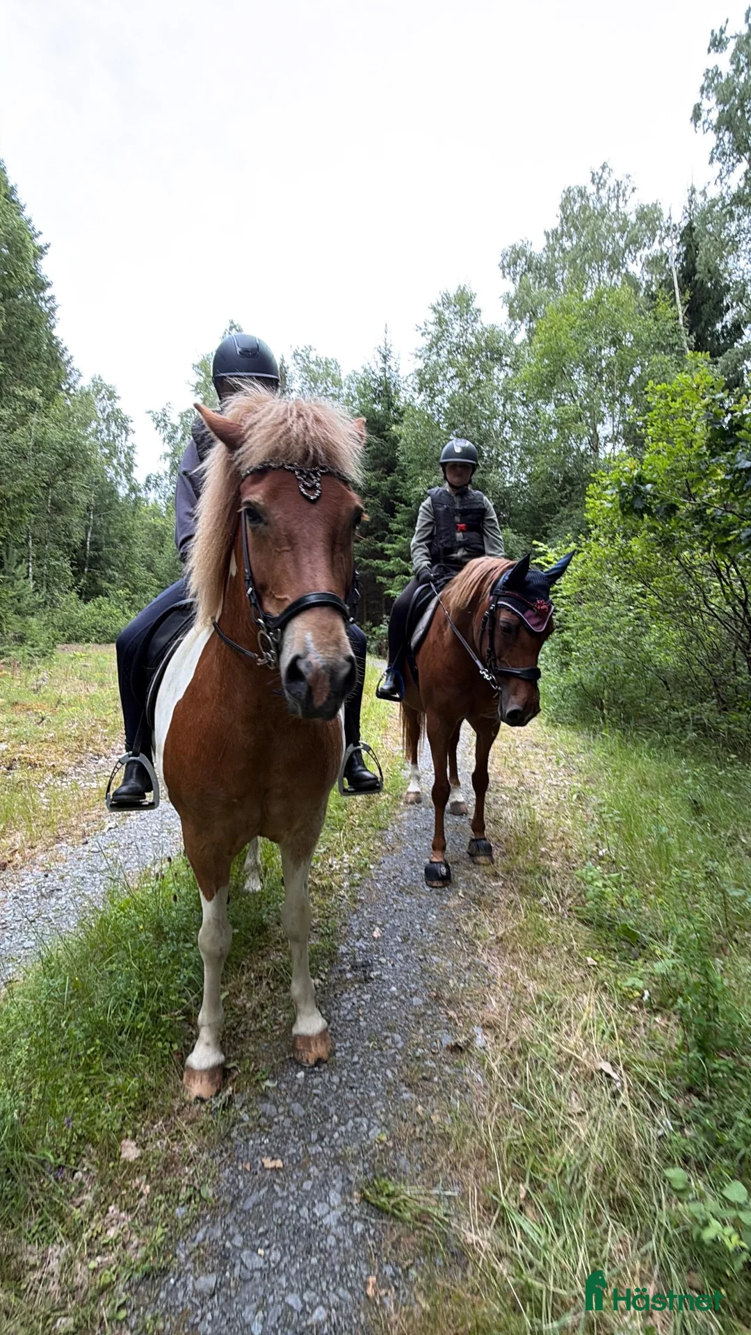 Hoppning hästar sökes: SÖKES - vår nya familjemedlem och bästa kompis  - Annons 1