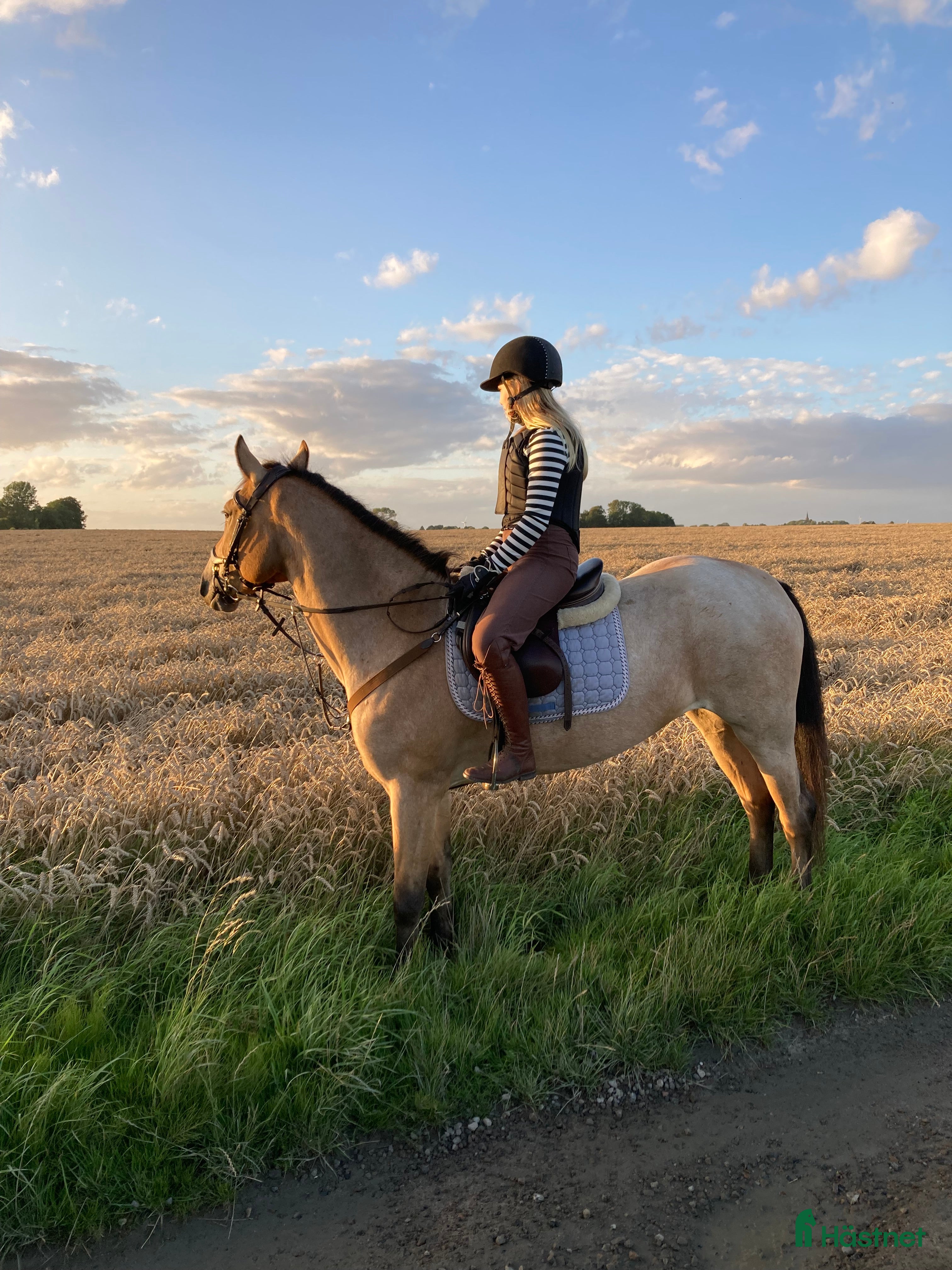 medryttarhäst finnes: Stor d ponny söker medryttare - Annons 17