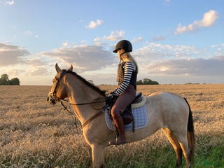 medryttarhäst finnes: Stor d ponny söker medryttare i Klagstorp - Annons 15