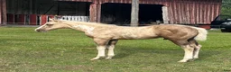 Western hästar till salu: Hingstämne - Annons 3