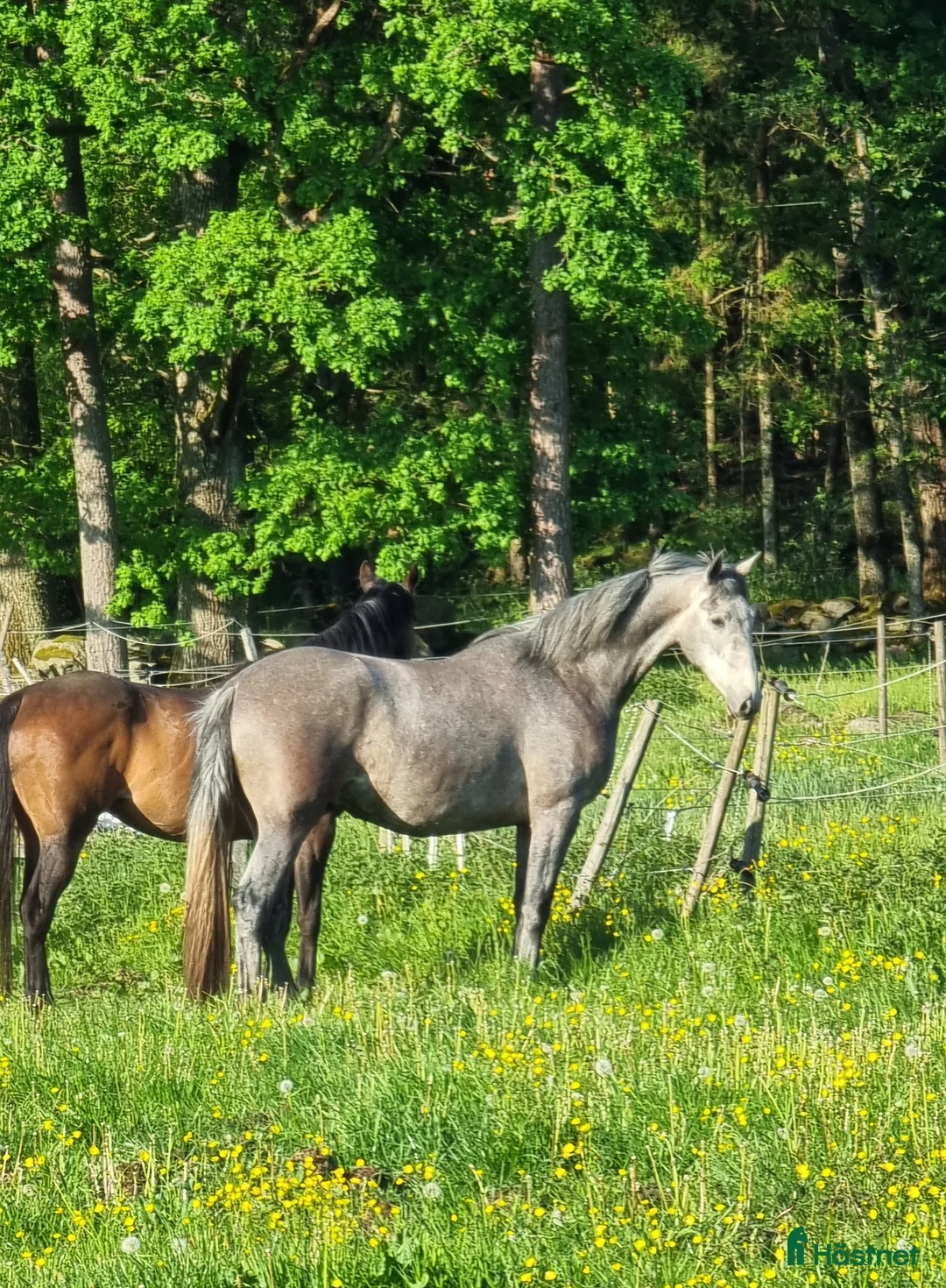 Dressyr hästar till salu: Mycket snäll och lovande valack - Annons 6