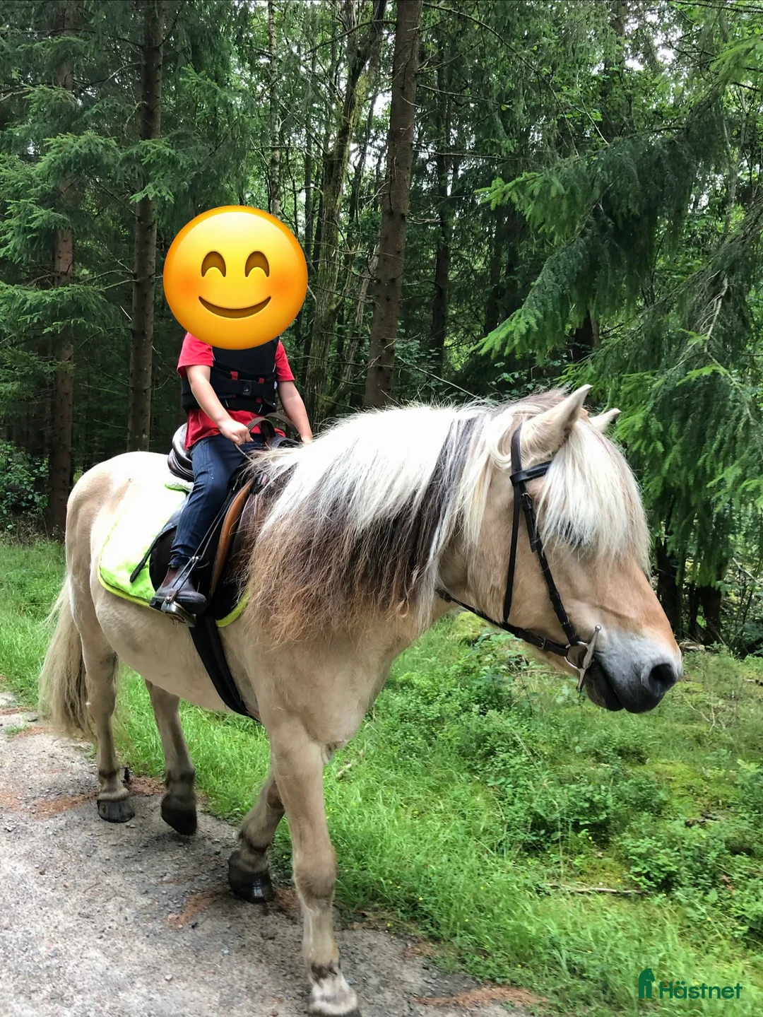 Allround hästar till salu: Haflinger och fjording i Öxnevalla - Annons 2