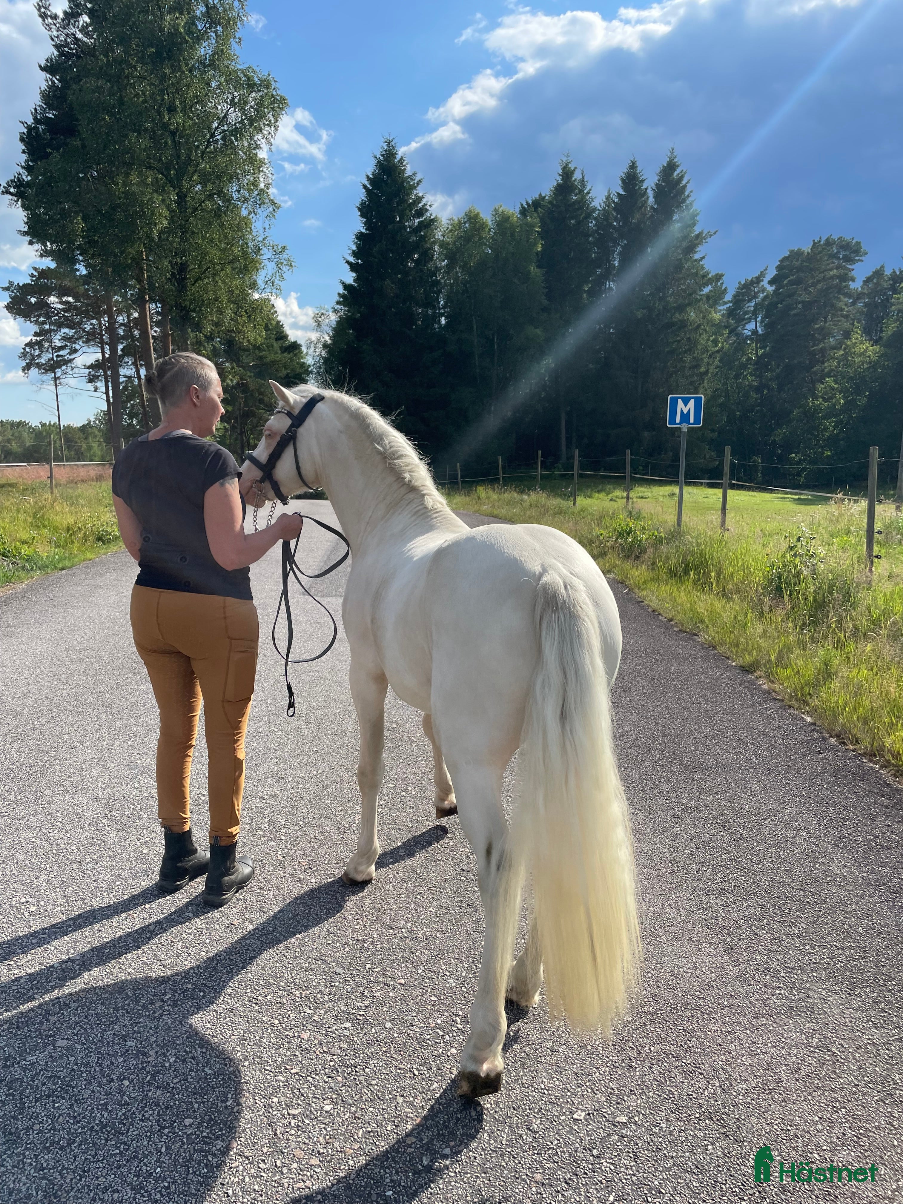 hästar Blivande treåring, welsh sec B. i Strömsnäsbruk - Annons 17