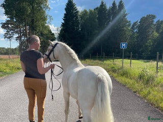 hästar Blivande treåring, welsh sec B. i Strömsnäsbruk - Annons 16