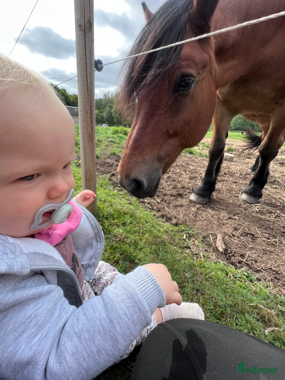 Allround hästar till salu: Världens snällaste skogsmulle / tanthäst i Hörja - Annons 5