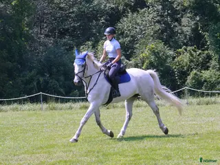 hästjobb Join our Horse Team in Ireland! - Annons 3