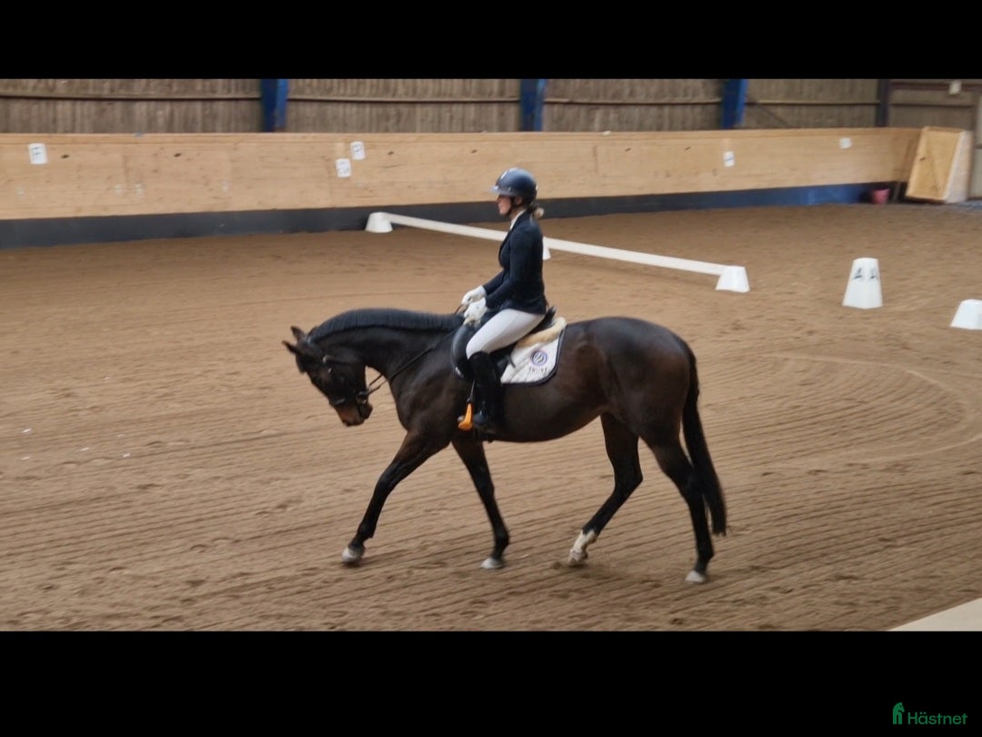 Allround hästar till salu: Dressyrhäst/mamma-dotter/hobbyhäst i Mölndal - Annons 3