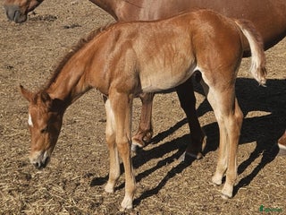 hästar i Stenstorp - Annons 12