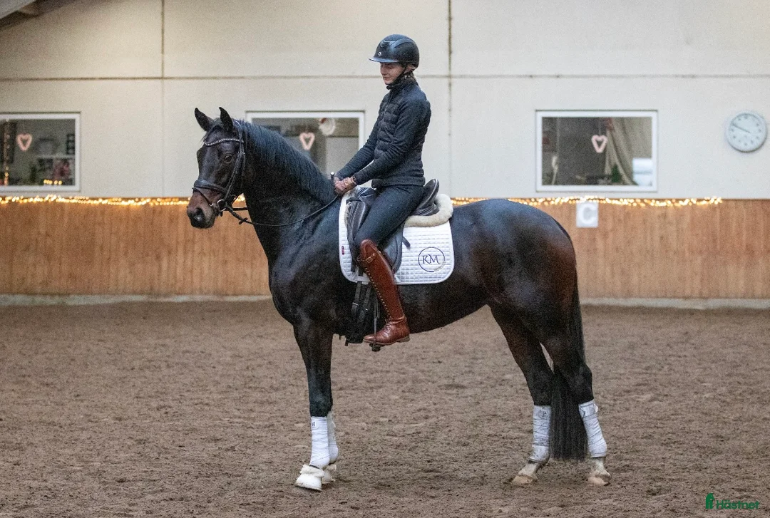 Dressyr hästar till salu: Super smart velgående unghest i Sulsted - Annons 7