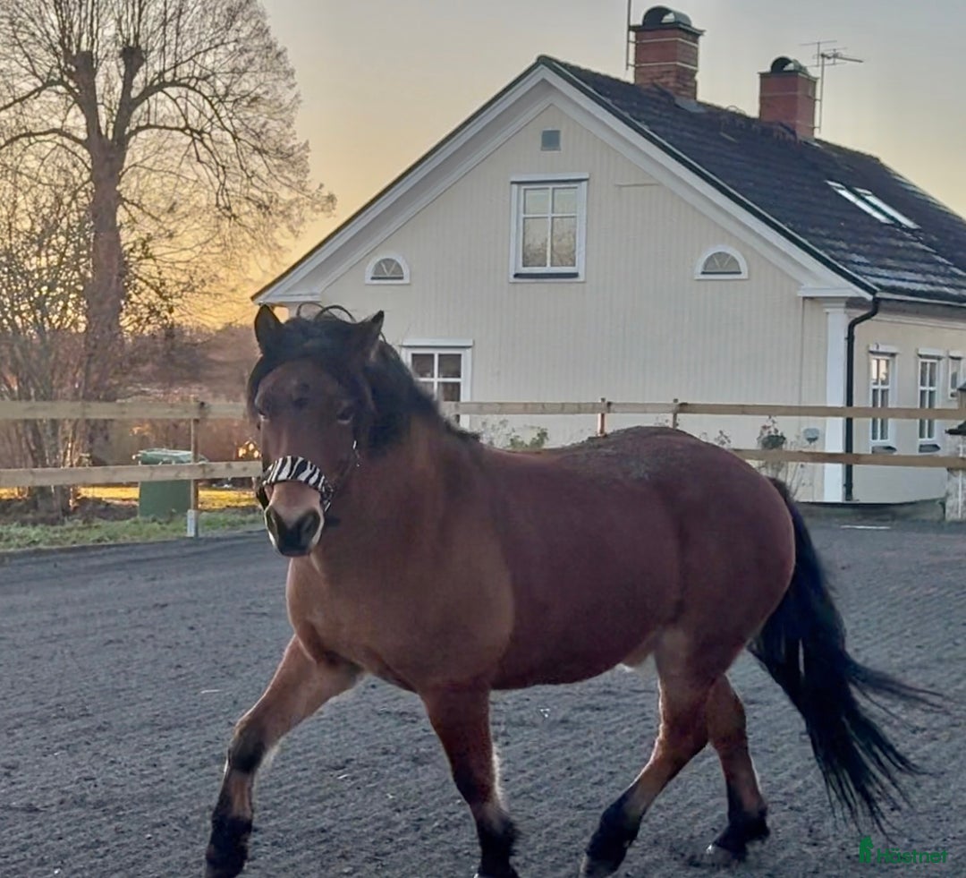 Allround hästar till salu: Allround stark korsning som gillar att hoppa i Söderköping - Annons 10