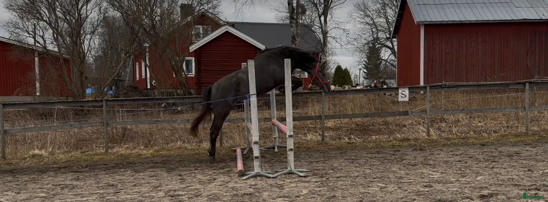 Allround hästar till salu: 4årig Welsh partbreed valack i Alnö - Annons 6