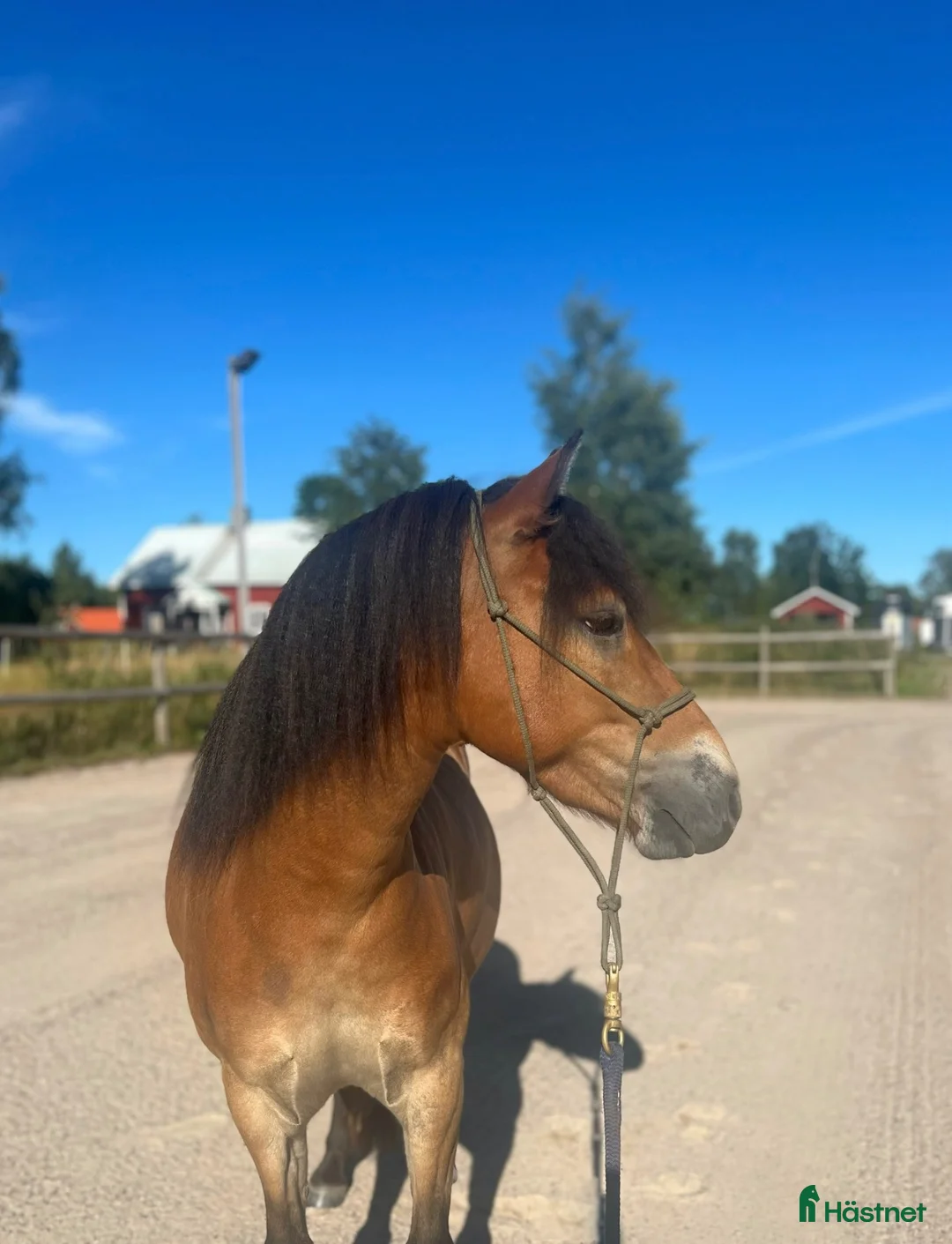 Allround hästar till salu: Mycket trevligt Gotlandsruss  i Grillby - Annons 3