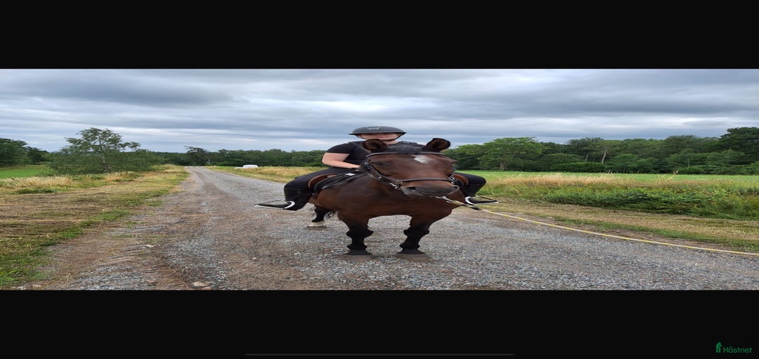 Galleribild {{count}}