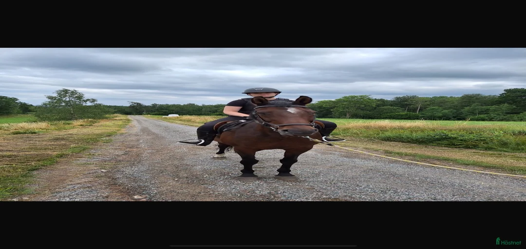 Galleribild {{count}}