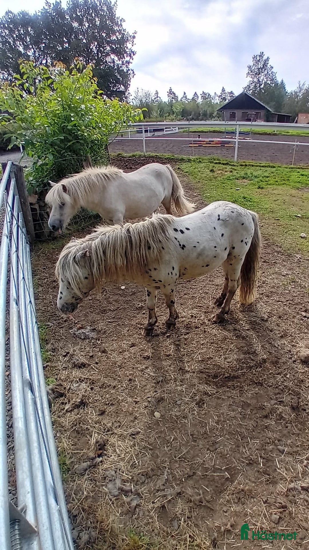 Avelshästar hästar till salu: Söt Hingst i Össjö - Annons 4