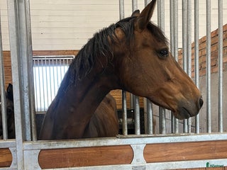 hästar Avelssto med avkomma i Falsterbofinal i Valbo - Annons 10